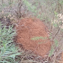 Nasutitermes exitiosus (Snouted termite, Gluegun termite) at Hackett, ACT - 7 Jun 2024 by AaronClausen