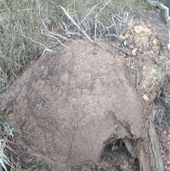 Nasutitermes exitiosus (Snouted termite, Gluegun termite) at Hackett, ACT - 9 Jun 2024 by AaronClausen