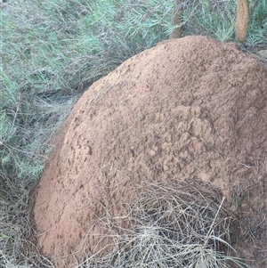 Nasutitermes exitiosus at Watson, ACT - suppressed