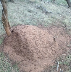 Nasutitermes exitiosus (Snouted termite, Gluegun termite) at Watson, ACT - 9 Jun 2024 by AaronClausen