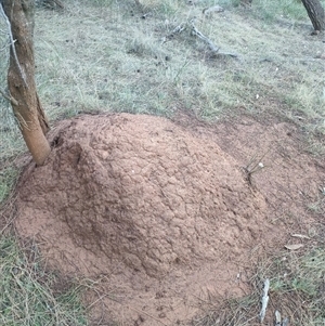 Nasutitermes exitiosus at Watson, ACT - suppressed