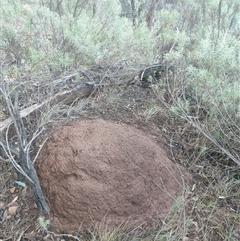 Nasutitermes exitiosus (Snouted termite, Gluegun termite) at Watson, ACT - 9 Jun 2024 by AaronClausen