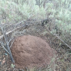 Nasutitermes exitiosus at Watson, ACT - 10 Jun 2024