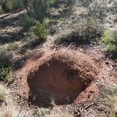 Nasutitermes exitiosus (Snouted termite, Gluegun termite) at Watson, ACT - 9 Jun 2024 by AaronClausen