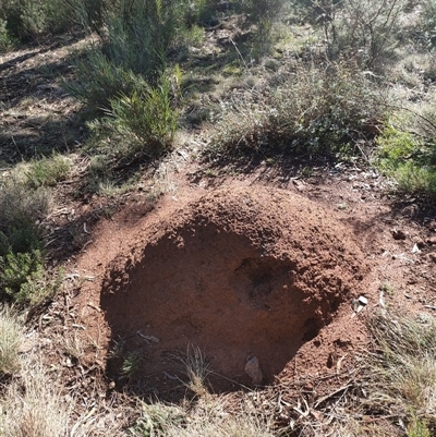 Nasutitermes exitiosus (Snouted termite, Gluegun termite) at Watson, ACT - 9 Jun 2024 by AaronClausen