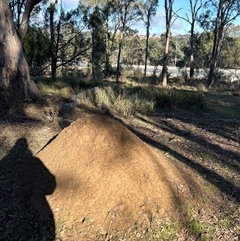 Nasutitermes exitiosus (Snouted termite, Gluegun termite) at Yarralumla, ACT - 10 Jun 2024 by DonFletcher