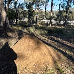 Nasutitermes exitiosus at Yarralumla, ACT - 10 Jun 2024