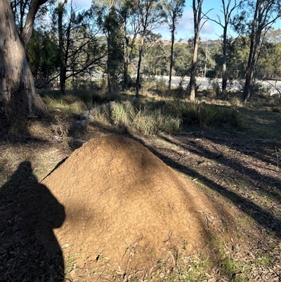 Nasutitermes exitiosus (Snouted termite, Gluegun termite) at Yarralumla, ACT - 10 Jun 2024 by DonFletcher