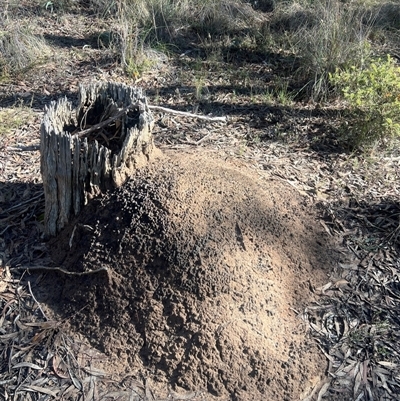 Nasutitermes exitiosus (Snouted termite, Gluegun termite) at Bruce, ACT - 10 Jun 2024 by AaronClausen