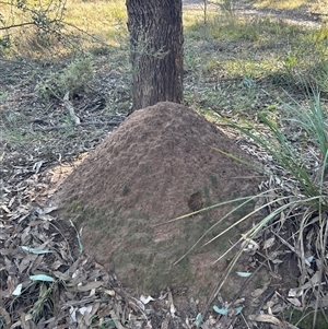 Nasutitermes exitiosus at Yarralumla, ACT - 10 Jun 2024