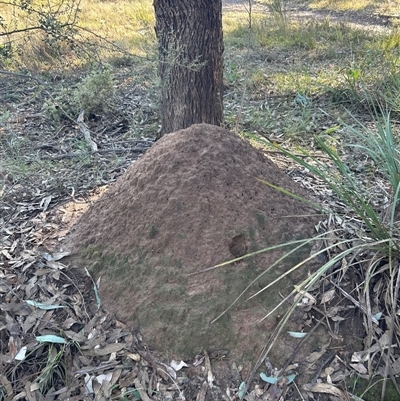 Nasutitermes exitiosus (Snouted termite, Gluegun termite) at Yarralumla, ACT - 10 Jun 2024 by AaronClausen