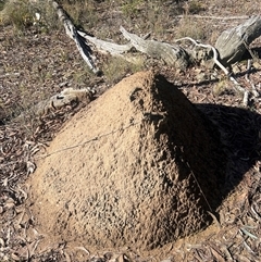 Nasutitermes exitiosus (Snouted termite, Gluegun termite) at Bruce, ACT - 10 Jun 2024 by AaronClausen