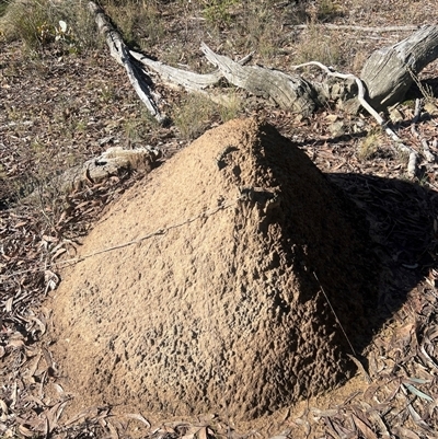 Nasutitermes exitiosus (Snouted termite, Gluegun termite) at Bruce, ACT - 10 Jun 2024 by AaronClausen