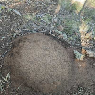 Nasutitermes exitiosus (Snouted termite, Gluegun termite) at Watson, ACT - 10 Jun 2024 by AaronClausen