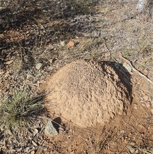 Nasutitermes exitiosus at Hackett, ACT - suppressed