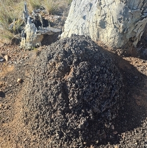 Nasutitermes exitiosus at Hackett, ACT - 10 Jun 2024