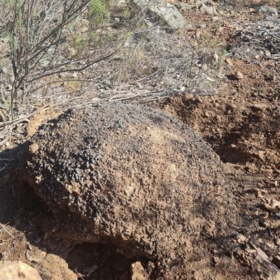 Nasutitermes exitiosus (Snouted termite, Gluegun termite) at Hackett, ACT - 10 Jun 2024 by AaronClausen