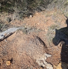 Nasutitermes exitiosus at Hackett, ACT - 10 Jun 2024