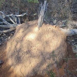 Nasutitermes exitiosus at Hackett, ACT - 10 Jun 2024