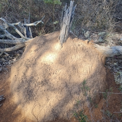 Nasutitermes exitiosus (Snouted termite, Gluegun termite) at Hackett, ACT - 10 Jun 2024 by AaronClausen