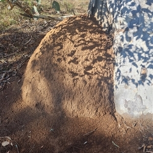 Nasutitermes exitiosus at Hackett, ACT - 10 Jun 2024