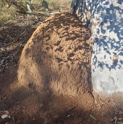 Nasutitermes exitiosus (Snouted termite, Gluegun termite) at Hackett, ACT - 10 Jun 2024 by AaronClausen