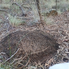 Nasutitermes exitiosus (Snouted termite, Gluegun termite) at Hackett, ACT - 10 Jun 2024 by AaronClausen