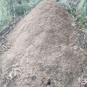 Nasutitermes exitiosus at Watson, ACT - 10 Jun 2024