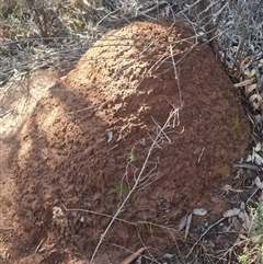 Nasutitermes exitiosus (Snouted termite, Gluegun termite) at Hackett, ACT - 10 Jun 2024 by AaronClausen