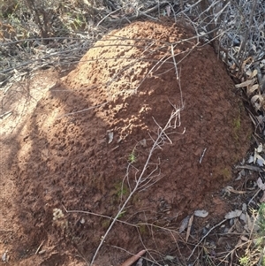 Nasutitermes exitiosus at Hackett, ACT - suppressed