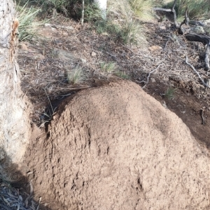 Nasutitermes exitiosus at Watson, ACT - suppressed