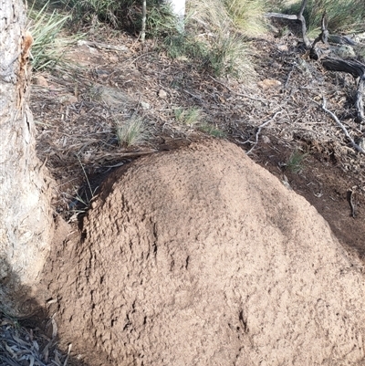 Nasutitermes exitiosus (Snouted termite, Gluegun termite) at Watson, ACT - 10 Jun 2024 by AaronClausen