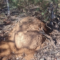 Nasutitermes exitiosus (Snouted termite, Gluegun termite) at Hackett, ACT - 10 Jun 2024 by AaronClausen