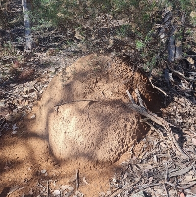 Nasutitermes exitiosus (Snouted termite, Gluegun termite) at Hackett, ACT - 10 Jun 2024 by AaronClausen