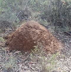 Nasutitermes exitiosus (Snouted termite, Gluegun termite) at Hackett, ACT - 10 Jun 2024 by AaronClausen