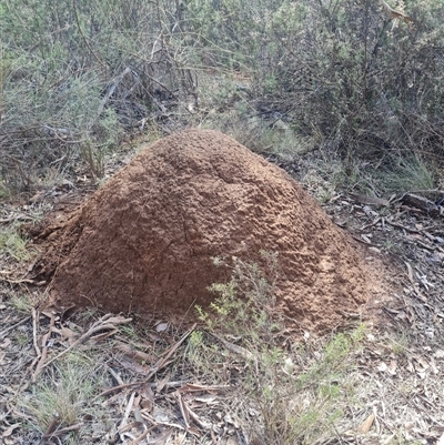 Nasutitermes exitiosus (Snouted termite, Gluegun termite) at Hackett, ACT - 10 Jun 2024 by AaronClausen