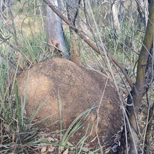 Nasutitermes exitiosus at Hackett, ACT - suppressed