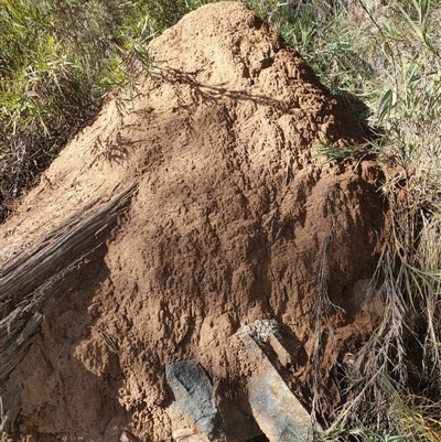 Nasutitermes exitiosus (Snouted termite, Gluegun termite) at Watson, ACT - 10 Jun 2024 by AaronClausen