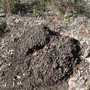 Nasutitermes exitiosus at Watson, ACT - 10 Jun 2024