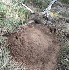 Nasutitermes exitiosus (Snouted termite, Gluegun termite) at Watson, ACT - 10 Jun 2024 by AaronClausen