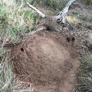 Nasutitermes exitiosus at Watson, ACT - suppressed