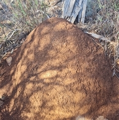 Nasutitermes exitiosus (Snouted termite, Gluegun termite) at Hackett, ACT - 10 Jun 2024 by AaronClausen