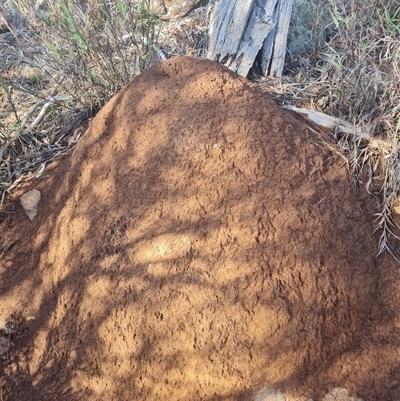 Nasutitermes exitiosus (Snouted termite, Gluegun termite) at Hackett, ACT - 10 Jun 2024 by AaronClausen