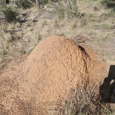 Nasutitermes exitiosus (Snouted termite, Gluegun termite) at Hackett, ACT - 10 Jun 2024 by AaronClausen