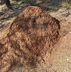 Nasutitermes exitiosus (Snouted termite, Gluegun termite) at Hackett, ACT - 10 Jun 2024 by AaronClausen