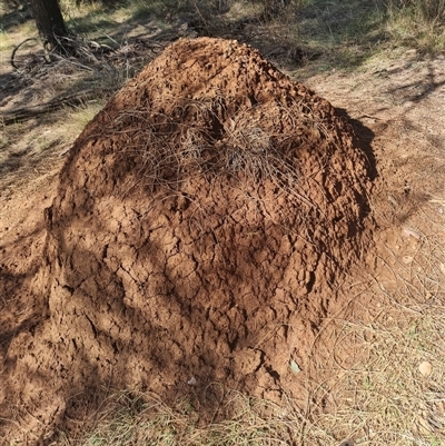 Nasutitermes exitiosus (Snouted termite, Gluegun termite) at Hackett, ACT - 10 Jun 2024 by AaronClausen