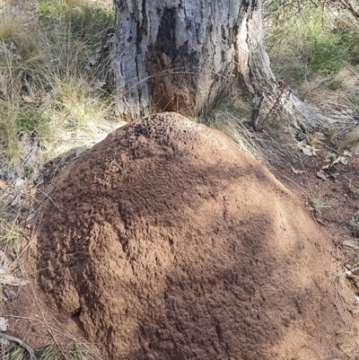 Nasutitermes exitiosus (Snouted termite, Gluegun termite) at Hackett, ACT - 10 Jun 2024 by AaronClausen