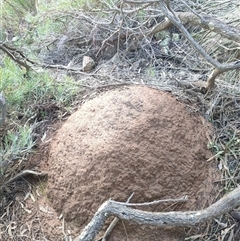 Nasutitermes exitiosus (Snouted termite, Gluegun termite) at Watson, ACT - 10 Jun 2024 by AaronClausen