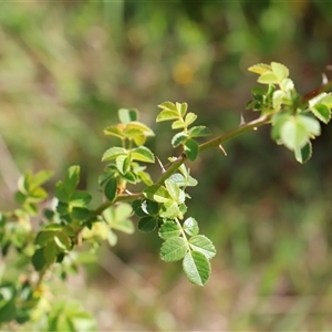 Rosa rubiginosa at Booth, ACT - 16 Nov 2024 09:23 AM