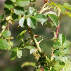 Rosa rubiginosa at Booth, ACT - 16 Nov 2024 09:23 AM